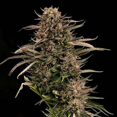 Seedsman Fatso GMO F1 Auto semienka neobsahujú THC 10 ks
