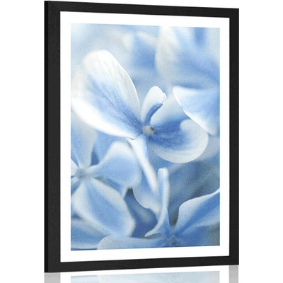 Plakát s paspartou modro-bílé květy hortenzie - 40x60 black
