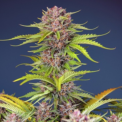 Sweet Seeds Mimosa Bruce Banner XL semienka neobsahujú THC 25 ks