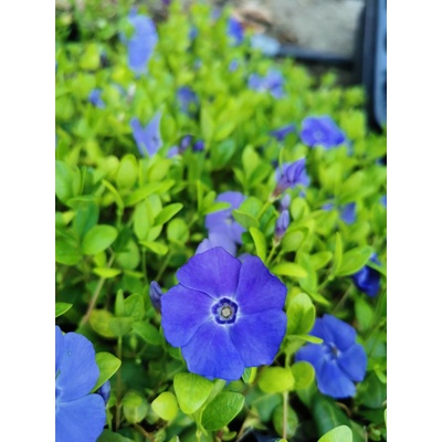 GREENBOSS FLOWER Barvínek 'Nira Blue' Průměr květináče: 9 až 12 cm