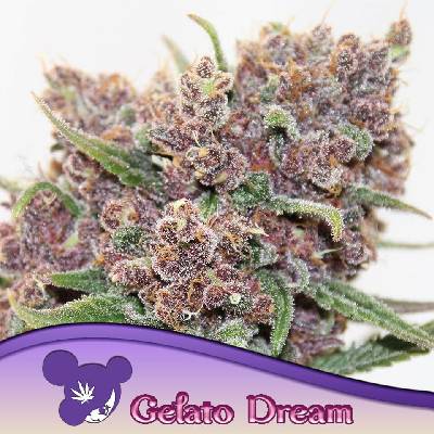 Anesia Seeds Gelato Dream semena neobsahují THC 10 ks