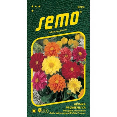 Semo Jiřinka proměnlivá - Kompakt nízká směs 1g