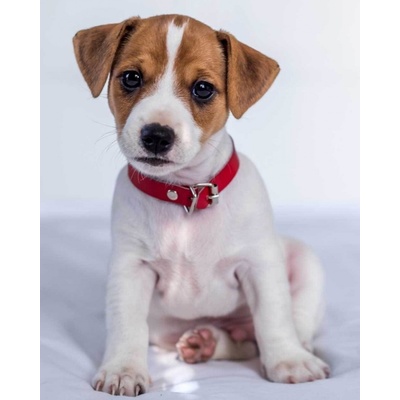 Jerry Fabrics Dětská hřejivá deka Mikroflanelová Jack Russell