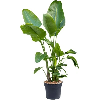 Strelitzia nicolai 38x170 cm