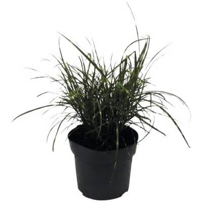 Ozdobnice čínská zakrslá FloraSelf Miscanthus sinensis 'Strictus Dwarf' 10-100 cm květináč 14 cm