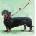 Přání Dachshund