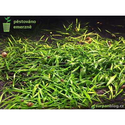Cryptocoryne parva - Kryptokoryna nízká