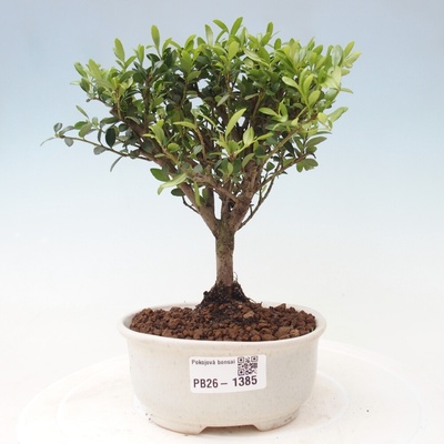 e-bonsai Pokojová bonsai - Ilex crenata - Cesmína