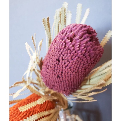 Sušené kvety - Banksia - ružová
