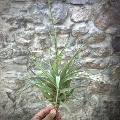 Tillandsia incarnata