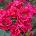 Kordes® Роза Gartenfreund® - (Kordes®)