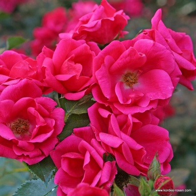 Kordes® Роза Gartenfreund® - (Kordes®)
