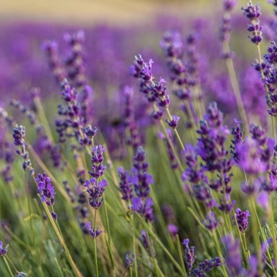 Levandule lékařská - Lavandula angustifolia - semena levandule - 130 ks