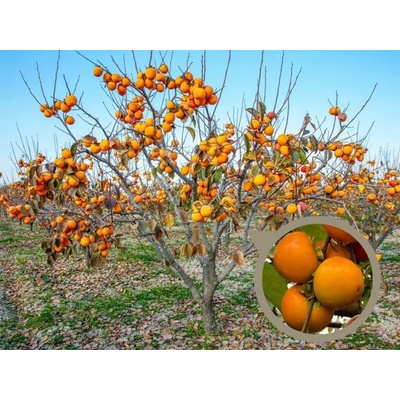 Hurmikaki Jiro na 40-50cm kmienku, výška 100-135 cm, kvetináč 10 l