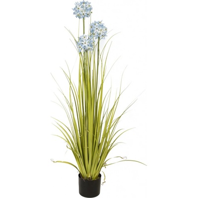 Allium tráva modrá, 120cm