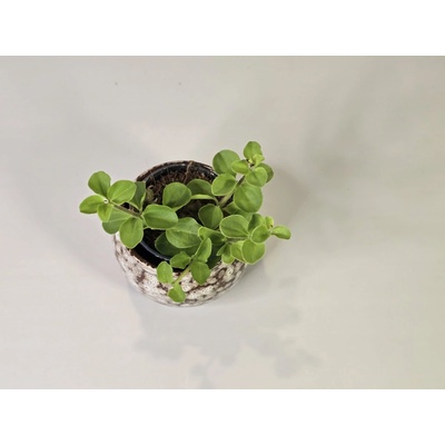 PlanBros flower Baby Peperomia Rotundifolia