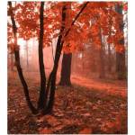 DIMEX ART Флизелинов фототапет гора в мъгла 225 x 250 см