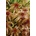 Sphagnum
