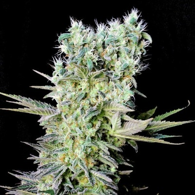 Genehtik Northern Lights X semienka neobsahujú THC 25 ks