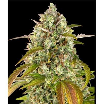 Dutch Passion Auto Glueberry O.G. 0% THC Balenie: 3 ks