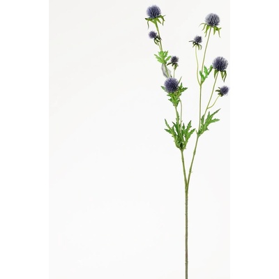 KS ECHINOPS MODRÝ 71CM