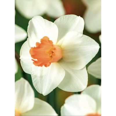 Narcis SKYPE - narcissus – Hledejceny.cz