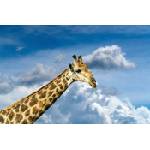 DIMEX ART Флизелинов фототапет жираф 375 x 250 см