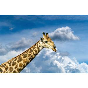 DIMEX ART Флизелинов фототапет жираф 375 x 250 см