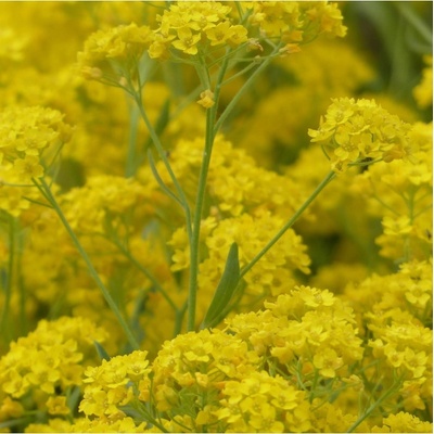 Tařice skalní - Alyssum saxatile - Gold dust - semena - 150 ks