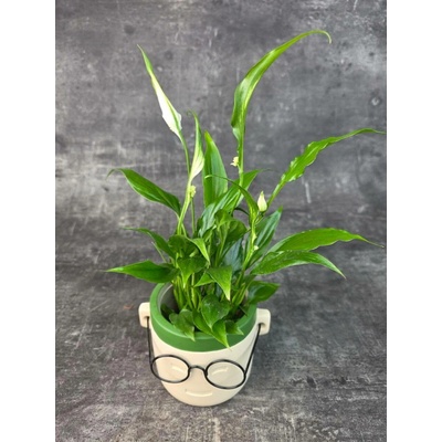 Spathiphyllum Chopin mini (Lopatkovec)