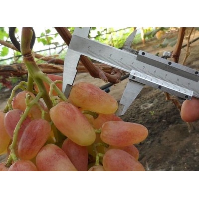 Vinič Senzácia Sensation Сенсация novo vyšľachtená novinka veľmi veľké bobule