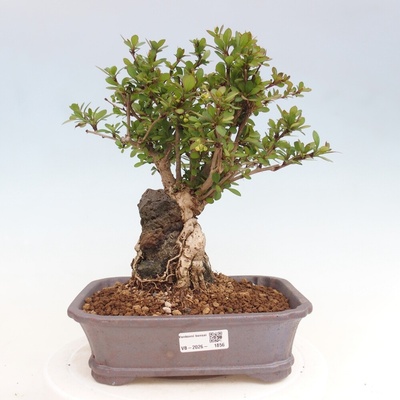 e-bonsai Venkovní bonsai - Berberis coreana - Dřištál korejský