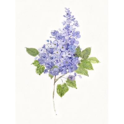 Obraz botanický šeřík 1 deska 50x70