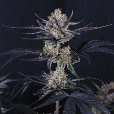 Fast Buds Guava Runtz Auto semienka neobsahujú THC 1 ks