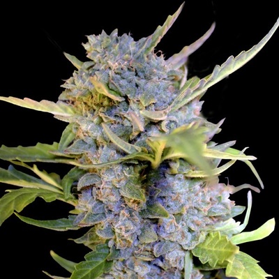 G13 Labs Seeds AUTO Fro-Yo semena neobsahují THC 5 ks