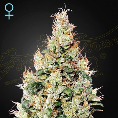 Green House Seed Exodus Cheese Auto CBD semienka neobsahujú THC 10 ks