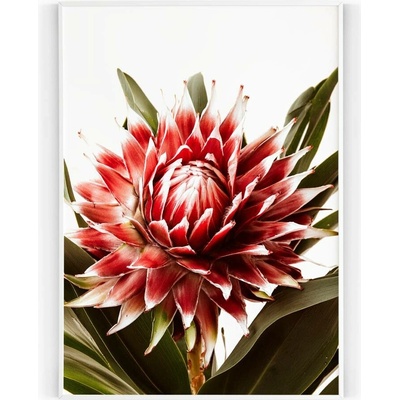 Plakát / Obraz Červená Protea 40 x 50 cm Napnuté plátno na dřevěném rámu Bez okraje