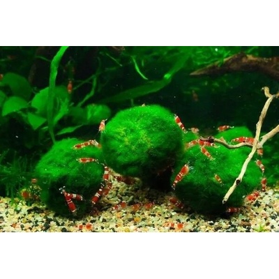 Cladophora aegagropila mini 1-3 cm – Zboží Dáma