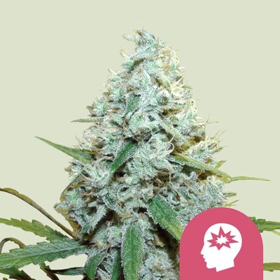 Royal Queen Seeds AMG Amnesia Mac Ganja semienka neobsahujú THC 100 ks