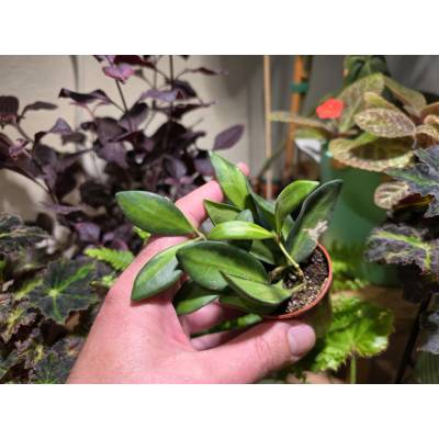 PlantBros flower Hoya burtoniae variegata