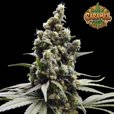 Ganja Farmer Caramel semienka neobsahujú THC 3 ks