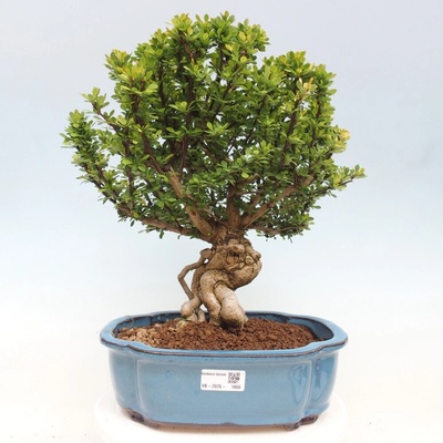 e-bonsai Venkovní bonsai - Berberis coreana - Dřištál korejský
