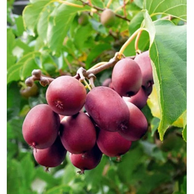 Actinidia arguta 'Ken's red' 30-40 RP2L