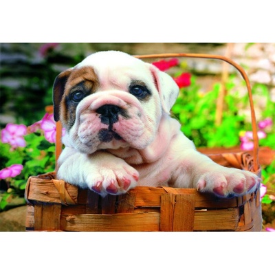 Educa 13759 bull dog 48 x 34 cm 500 dílků