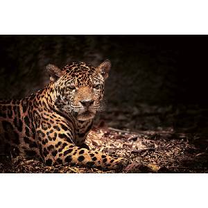 DIMEX ART Флизелинов фототапет легнал леопард 375 x 250 см