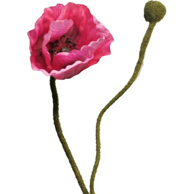 Mák - Papaver beauty V60 cm (vínovofialový)