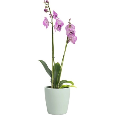 Artevasi Керамична саксия за цветя ø 14 cm Thalia - Artevasi (ZAC-836226)