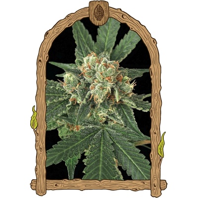 Exotic Seeds Blue Monkey semena neobsahují THC 3 ks