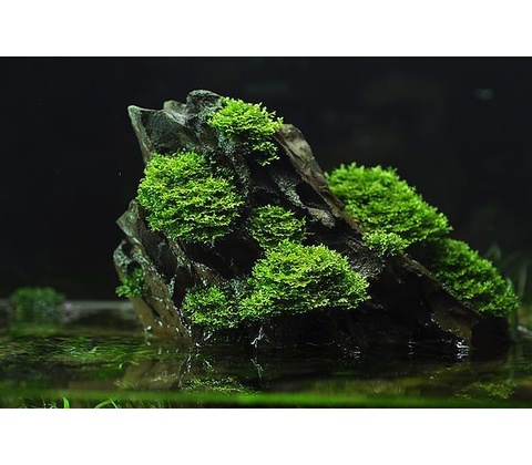 Microsorum pteropus Windelov
