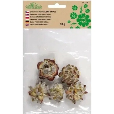 NOHEL GARDEN Sušená dekorácia Pubescens prírodná 50 g